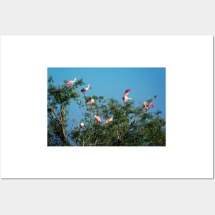 Roseate Spoonbills Posters and Art